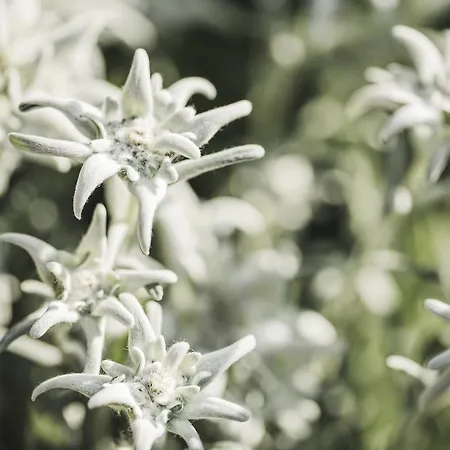 Alpenhof Kristall 호텔